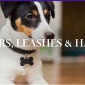 COLLARS, LEASHES & HARNESS